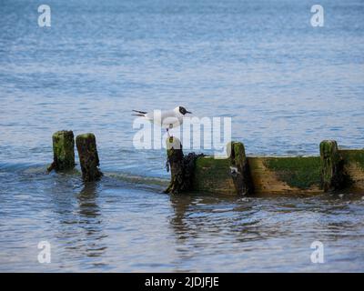 Black-headed gull (Chroicocephalus ridibundus) in summer plumage, Hampshire, UK Stock Photo