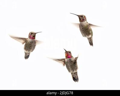 Flying female hummingbirds isolated on a white background Stock Photo