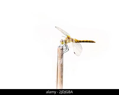 A close up (macro) of a dragonfly resting on a stick - pure white background Stock Photo
