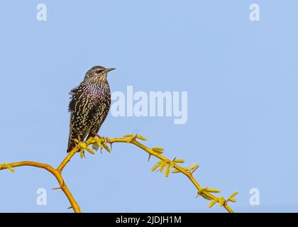Eurasian Starling on a bush tree early in the morning Stock Photo