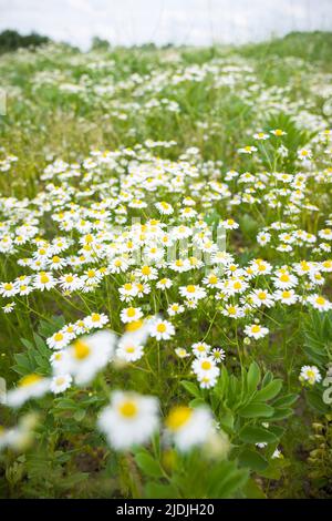 Chamomile flowers, wild flower plants growing in a field in UK countryside Stock Photo