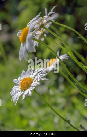 White-yellow flowers on a blurry background in Poland Stock Photo
