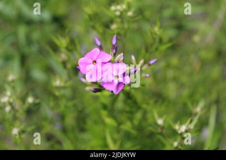 Marsh phlox blooms at Miami Woods in Morton Grove, Illinois Stock Photo