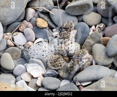 A clutch of newly hatched Ringed Plover, Charadrius hiaticula chicks in a nest on a pebble beach on Foulney Island, Morecambe Bay, Cumbria, UK. The ne Stock Photo