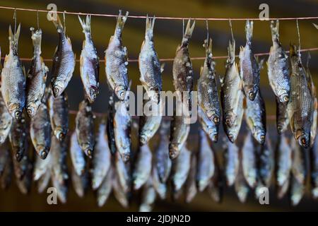 River fish roach dry-curing in shade of barn, hanging upside down on rope. Stock Photo