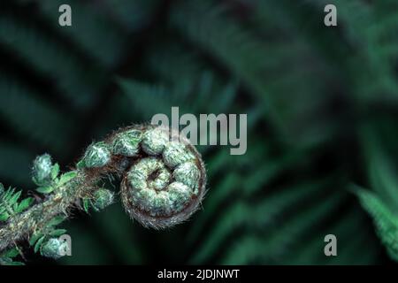 Beautiful close up view of fresh green young wild ferns plantation bud in spiral form with shallow depth of field in the forest Stock Photo