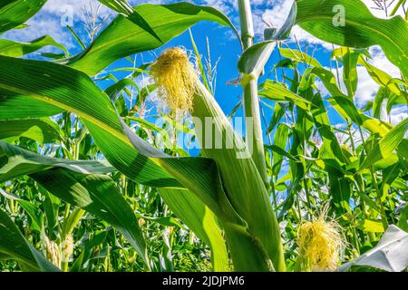 Inside a cornfield. An ear of corn in the foreground. Close-up. Harvest Stock Photo