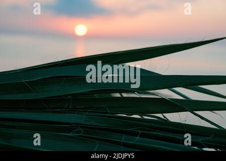 Green tropical palm leaves close up on a background of colorful pink sunrise over the sea. Copy space for summer vacation and rest from work. Background in defocus. Stock Photo