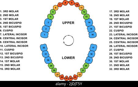 Secondary Teeth Dentition Anatomy With Adult Upper And