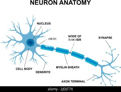 Vector infographic of neuron anatomy. Medical chart human neuron structure illustration. Synapses, cell body, nucleus, axon and dendrites scheme. Stock Vector