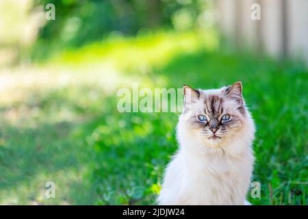Persian cat on the lawn. Portrait. Close-up. Looks at the camera Stock Photo