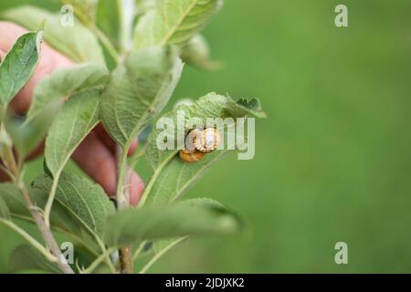 Snails on the leaves of fruit trees. Pest control in the garden, copy space, selective focus. Stock Photo