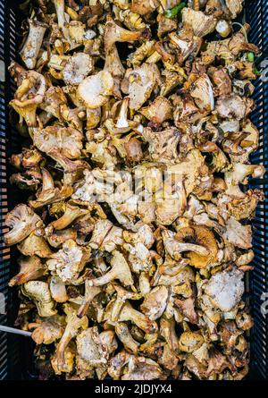 Chanterelle mushrooms, also known as girolle, in a box of a market. Stock Photo