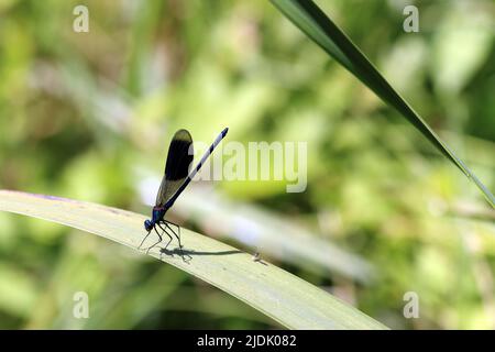 Gebänderte Prachtlibelle (Calopteryx splendens) - Männchen Stock Photo