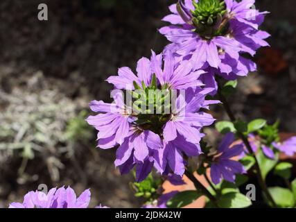 Purple petals in flower bloom, Fairy Fan flower,  Scaevola aemula Stock Photo