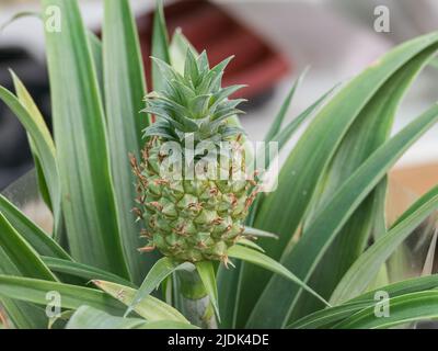 close up view of fruit on champaca pineapple plant in greenhouse indoors Stock Photo