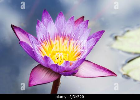 Beautiful pink lotus or water lily flower close up on water. Wonderful landscape with copy space. Stock Photo