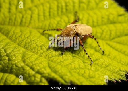 An American Rose Chafer rests on a plant. Stock Photo