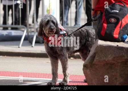 Manhattan, New York, USA - November 11. 2019: Cute Red Cross Therapy dog with harness and USA flags. Veterans Day Parede in NYC Stock Photo