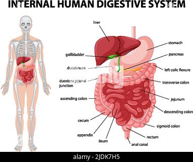 Diagram showing internal human digestive system illustration Stock Vector
