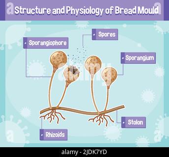 Structure and Physiology of Bread Mold illustration Stock Vector Image ...