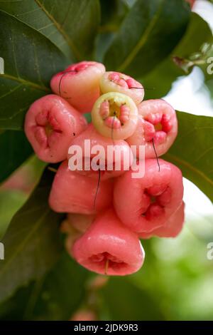 A wax apple tree full of fruit Stock Photo