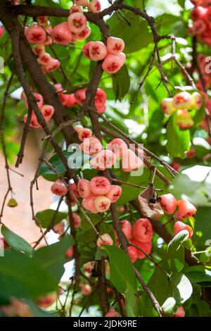 A wax apple tree full of fruit Stock Photo