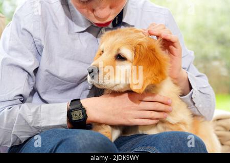 Happy cute puppy resting in the arms of a child, a dream come true. Portrait of cute puppy Stock Photo