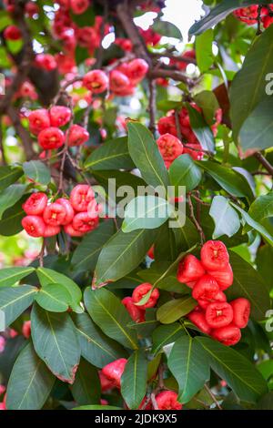 A wax apple tree full of fruit Stock Photo