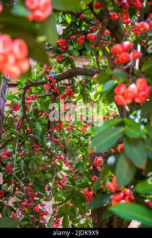 A wax apple tree full of fruit Stock Photo