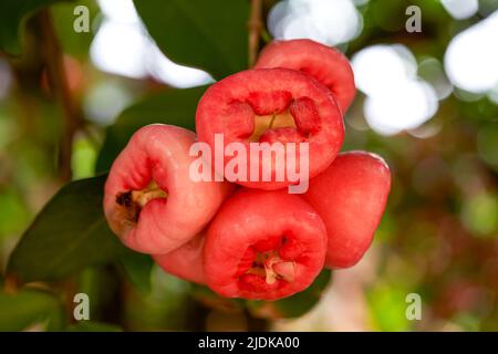 A wax apple tree full of fruit Stock Photo