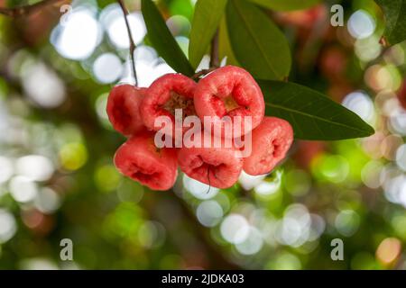 A wax apple tree full of fruit Stock Photo