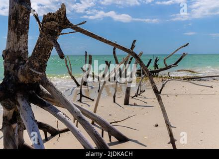 Ghost Trees of a Mangrove Forest on Tigertail Beach, Marco Island, Florida, USA Stock Photo