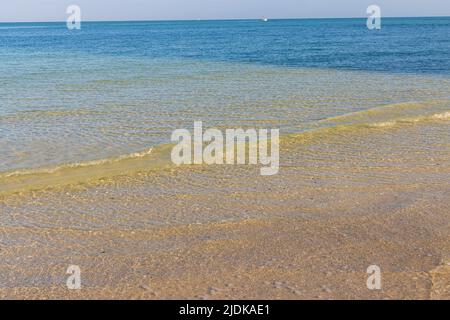 Seashells in The Sand Below The Clear Water on Marco Island Beach, Marco Island, Florida, USA Stock Photo