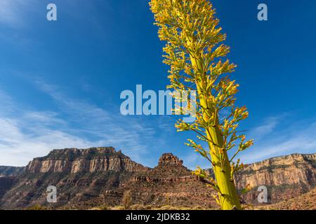 Utah Agave (Agave utahensis) Plant Blooming Below Yaki Point on The South Kaibab Trail, Grand Canyon National Park, Arizona, USA Stock Photo