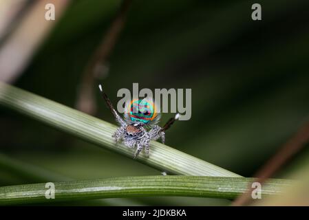 Male Maratus speciosus in his breeding plumage. This coastal spider lives in the dunes behind the beaches of SW of Western Australia Stock Photo