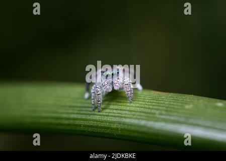 Male Maratus speciosus in his breeding plumage. This coastal spider lives in the dunes behind the beaches of SW of Western Australia Stock Photo