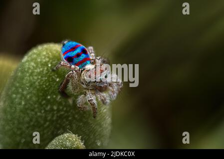 Male Maratus speciosus in his breeding plumage. This coastal spider lives in the dunes behind the beaches of SW of Western Australia Stock Photo