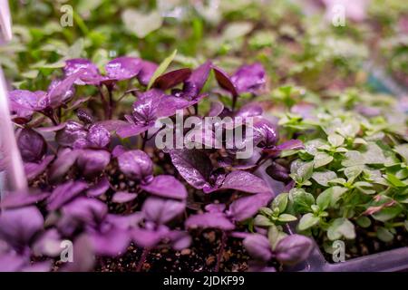 Growing plants under lamps with drops of water on them Stock Photo
