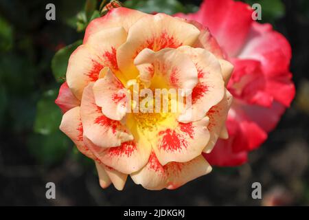 Airbrush rose flower head at the Guldemondplantsoen Rosarium Boskoop Netherlands Stock Photo