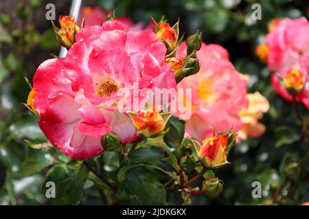 Airbrush rose flower head at the Guldemondplantsoen Rosarium Boskoop Netherlands Stock Photo