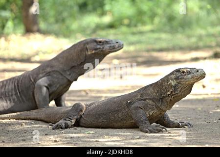 Komodo dragons (Varanus komodoensis) in Rinca Island, a part of Komodo National Park in West Manggarai, East Nusa Tenggara, Indonesia. Komodo dragons are endemic to the islands of Komodo, Rinca, Nusa Kode and Gili Motang—all is within the Komodo National Park area, according to Komodo Survival Program. Approximately 2,450 komodo dragon individuals are roaming in Komodo National Park with Rinca Island sustain between 1,100 to 1,500 individuals—the largest subpopulation—according to a 2021 data. Stock Photo