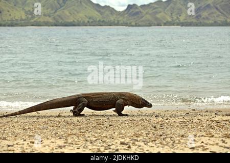 A komodo dragon (Varanus komodoensis) walking on a beach in Komodo Island, a part of Komodo National Park in West Manggarai, East Nusa Tenggara, Indonesia. A carnivorous varanid lizard, the world's largest lizard, komodo dragons reach a body mass up to 90 kg and a length of 3 meters, according to a team of scientists led by Brandon S. Boyd in their paper published in 2021 by Foot & Ankle Orthopaedics. Because of their large size, these lizards feed on prey that equal or exceed their own mass. Stock Photo