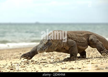 A komodo dragon (Varanus komodoensis) walking on a beach in Komodo Island, a part of Komodo National Park in West Manggarai, East Nusa Tenggara, Indonesia. A carnivorous varanid lizard, the world's largest lizard, komodo dragons reach a body mass up to 90 kg and a length of 3 meters, according to a team of scientists led by Brandon S. Boyd in their paper published in 2021 by Foot & Ankle Orthopaedics. Because of their large size, these lizards feed on prey that equal or exceed their own mass. Stock Photo