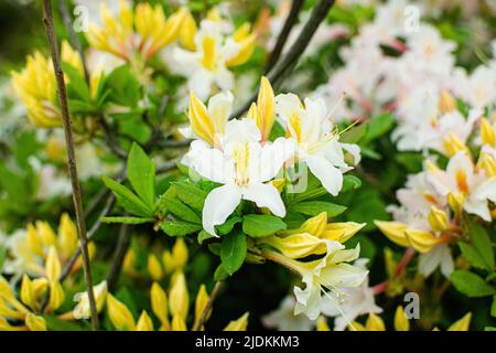 Bright white rhododendron luteum or honeysuckle azalea. Blooming Japanese garden. Stock Photo