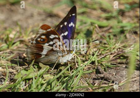 A rare male Purple Emperor Butterfly, Apatura iris, feeding on minerals on the ground in woodland. Stock Photo