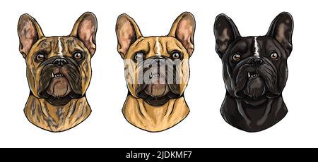 Cute french bulldog drawing. Isolated illustration with the sweet dog. Different fur patterns of  french bulldog. Stock Photo