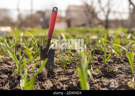 Young green spring shoots of garlic on a sunny day against a background of dark soil Stock Photo