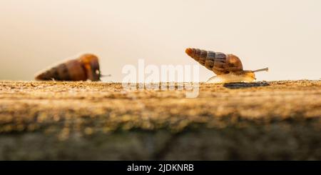 Cone shape snail Stock Photo