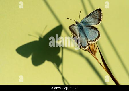 Chalkhill Blue Butterfly admiring its shadow Stock Photo